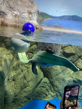 新江ノ島水族館に投稿された画像（2025/9/14）