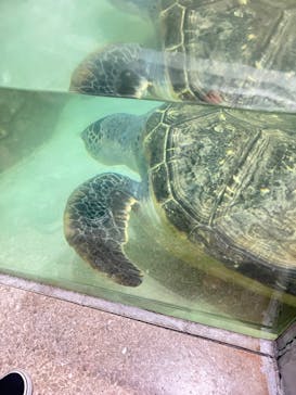 伊豆・三津シーパラダイスに投稿された画像（2025/9/14）