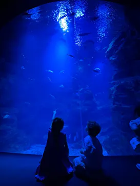 京都水族館に投稿された画像（2025/9/14）