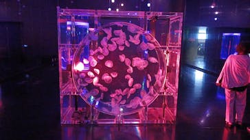 マクセル アクアパーク品川に投稿された画像（2025/9/14）