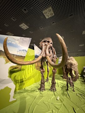 特別展「氷河期展 〜人類が見た4万年前の世界〜」（国立科学博物館）に投稿された画像（2025/9/14）