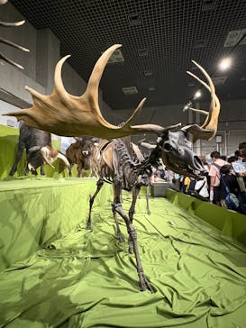 特別展「氷河期展 〜人類が見た4万年前の世界〜」（国立科学博物館）に投稿された画像（2025/9/14）