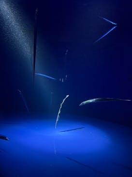 サンシャイン水族館に投稿された画像（2025/9/14）