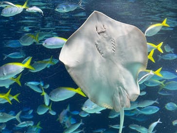 サンシャイン水族館に投稿された画像（2025/9/14）