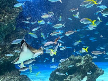 サンシャイン水族館に投稿された画像（2025/9/14）