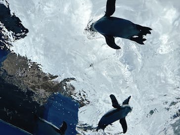 サンシャイン水族館に投稿された画像（2025/9/14）