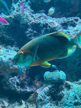 マクセル アクアパーク品川に投稿された画像（2025/9/14）