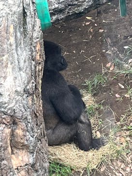 恩賜上野動物園に投稿された画像（2025/9/14）