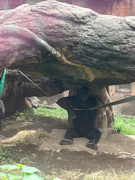 恩賜上野動物園に投稿された画像（2025/9/14）