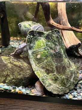 世界淡水魚園水族館　アクア・トトぎふに投稿された画像（2025/9/14）