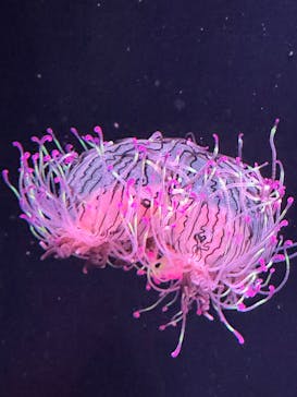 四国水族館に投稿された画像（2025/9/14）