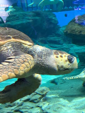 名古屋港水族館に投稿された画像（2025/9/14）