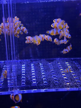 マクセル アクアパーク品川に投稿された画像（2025/9/14）