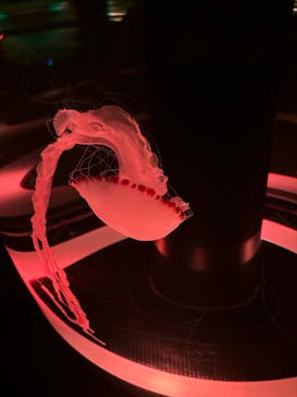 マクセル アクアパーク品川に投稿された画像（2025/9/14）