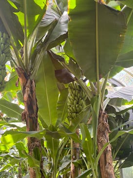 熱川バナナワニ園に投稿された画像（2025/9/14）