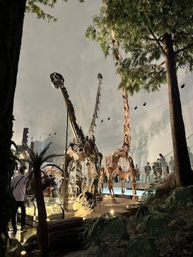 福井県立恐竜博物館に投稿された画像（2025/9/14）
