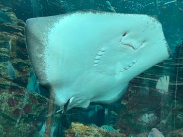 上越市立水族博物館 うみがたりに投稿された画像（2025/9/14）