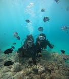 本部ダイビングショップTI.OCEANに投稿された画像（2025/9/14）