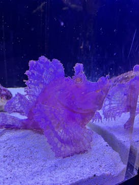 マクセル アクアパーク品川に投稿された画像（2025/9/14）