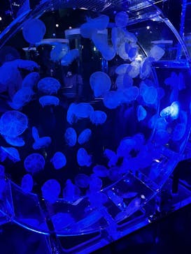 マクセル アクアパーク品川に投稿された画像（2025/9/14）