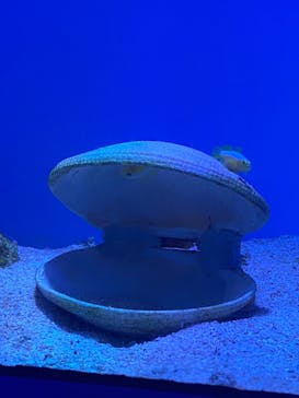 沖縄美ら海水族館に投稿された画像（2025/9/14）
