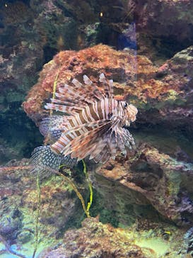 沖縄美ら海水族館に投稿された画像（2025/9/14）