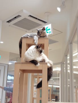 Cat Café MOFF 枚方モール店に投稿された画像（2025/9/14）