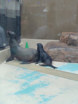 サンシャイン水族館に投稿された画像（2025/9/14）