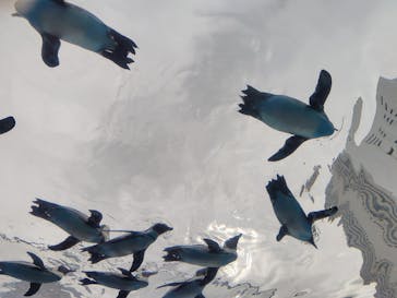 サンシャイン水族館に投稿された画像（2025/9/14）