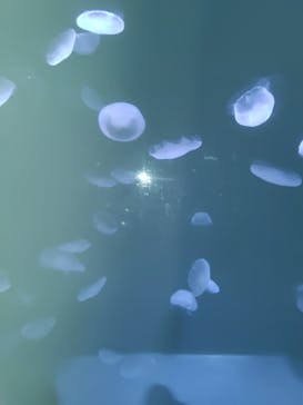 サンシャイン水族館に投稿された画像（2025/9/14）