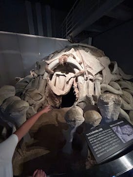 国立科学博物館に投稿された画像（2025/9/14）