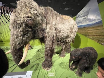 特別展「氷河期展 〜人類が見た4万年前の世界〜」（国立科学博物館）に投稿された画像（2025/9/14）