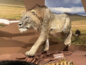 特別展「氷河期展 〜人類が見た4万年前の世界〜」（国立科学博物館）に投稿された画像（2025/9/14）