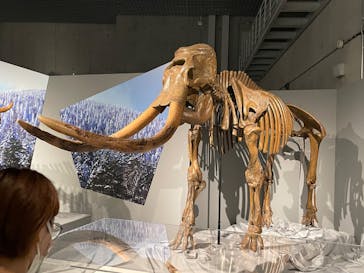 特別展「氷河期展 〜人類が見た4万年前の世界〜」（国立科学博物館）に投稿された画像（2025/9/14）