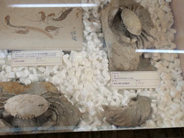 福井県立恐竜博物館に投稿された画像（2025/9/14）