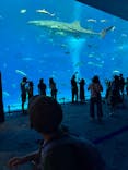 沖縄美ら海水族館に投稿された画像（2025/9/14）