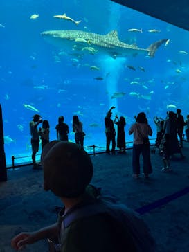 沖縄美ら海水族館に投稿された画像（2025/9/14）