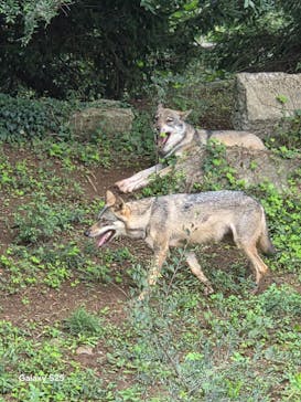 多摩動物公園に投稿された画像（2025/9/14）