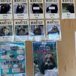 サホロリゾート　ベア･マウンテンに投稿された画像（2025/9/14）