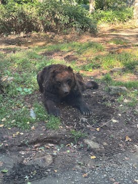 サホロリゾート　ベア･マウンテンに投稿された画像（2025/9/14）