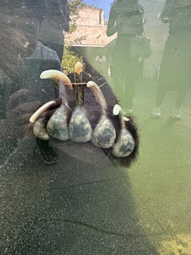 サホロリゾート　ベア･マウンテンに投稿された画像（2025/9/14）