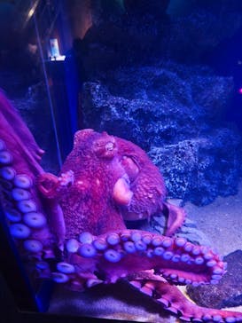 新江ノ島水族館に投稿された画像（2025/9/14）