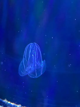 マリンワールド海の中道に投稿された画像（2025/9/14）