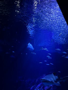 マリンワールド海の中道に投稿された画像（2025/9/14）