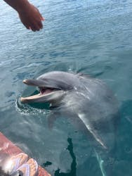 ドルフィンファンタジーに投稿された画像（2025/9/14）