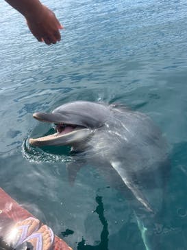 ドルフィンファンタジーに投稿された画像（2025/9/14）