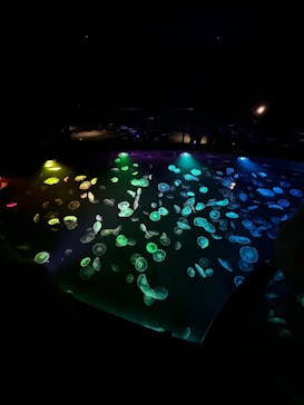 すみだ水族館に投稿された画像（2025/9/14）