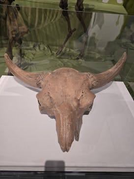 特別展「氷河期展 〜人類が見た4万年前の世界〜」（国立科学博物館）に投稿された画像（2025/9/14）