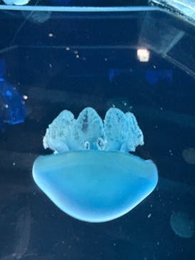 名古屋港水族館に投稿された画像（2025/9/14）