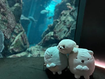 上越市立水族博物館 うみがたりに投稿された画像（2025/9/14）